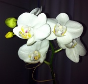 13th May 2011 - Dinner Orchid