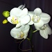 Dinner Orchid by marilyn