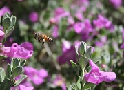 13th May 2011 - Buzzy Bee