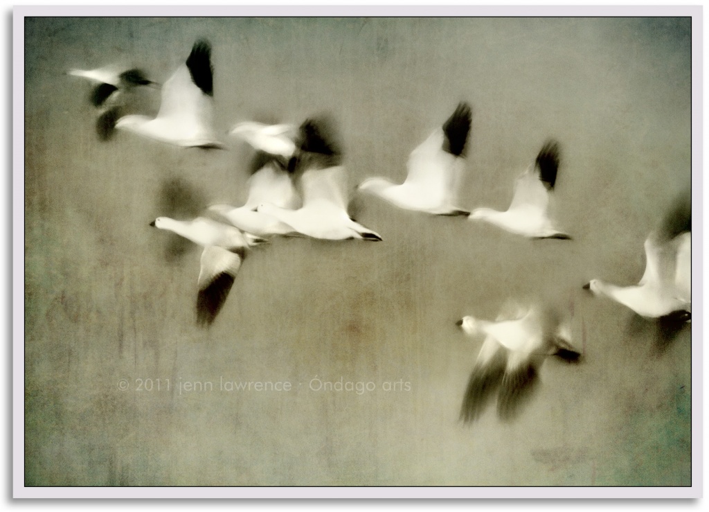 Snow Geese by aikiuser