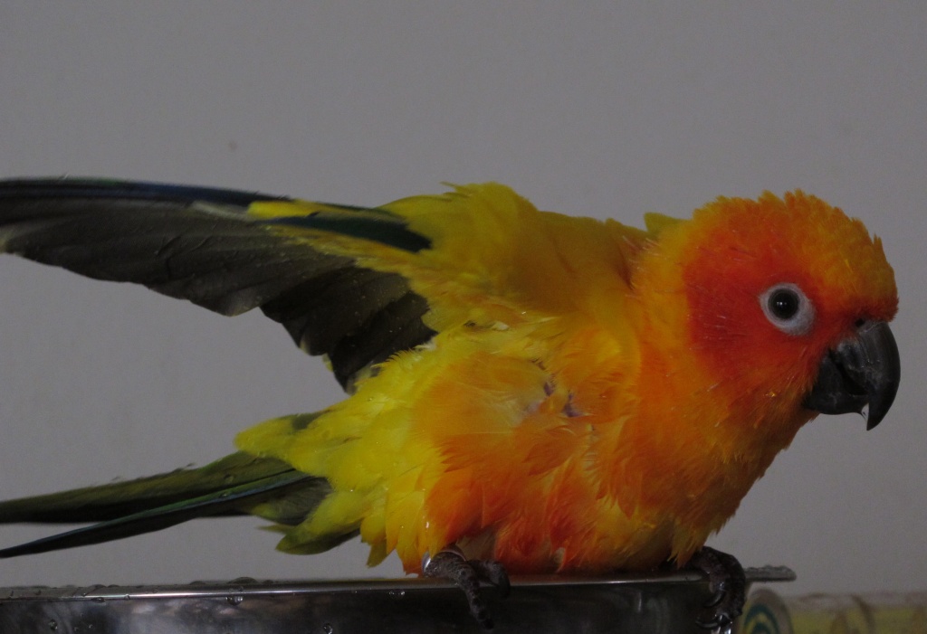 How to bath a parrot (part 4) by alia_801