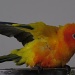 How to bath a parrot (part 4) by alia_801