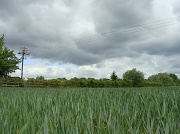 14th May 2011 - Ominous skies but still no rain.