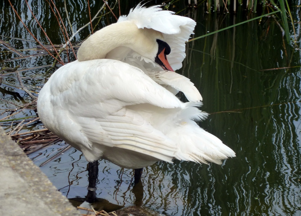 Swan preening by dulciknit