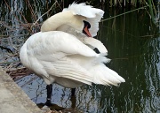 14th May 2011 - Swan preening