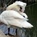 Swan preening by dulciknit