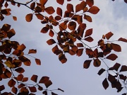 14th May 2011 -  Copper Beech Leaves