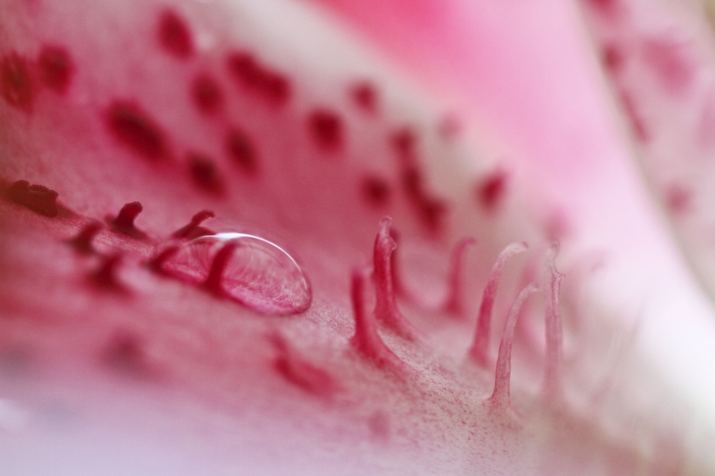 droplet  by orangecrush