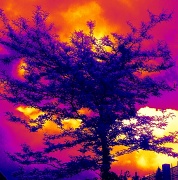 14th May 2011 - Psychedelic tree