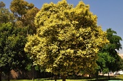 14th May 2011 - Yellow tree