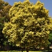Yellow tree by philbacon