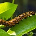 Gulf Fritillary Caterpillar by twofunlabs