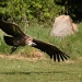 Vulture Banking by netkonnexion
