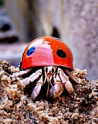 15th May 2010 - Hermit crab