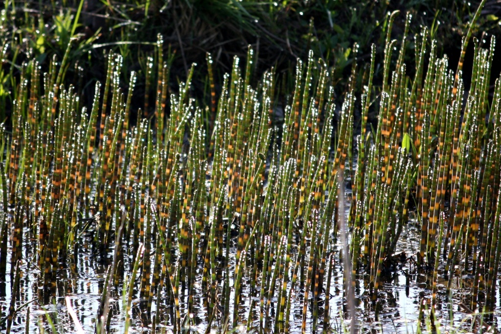 365 - Equisetum fluviatile Water horsetail Järvikorte IMG_6734 by annelis