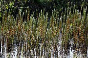 12th May 2011 - 365 - Equisetum fluviatile Water horsetail Järvikorte IMG_6734