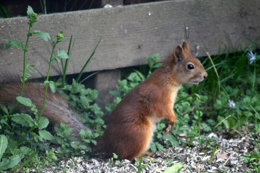 365 Squirrel IMG_6758 by annelis
