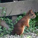 365 Squirrel IMG_6758 by annelis