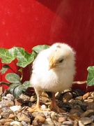 14th May 2011 - Baby Chick