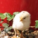 Baby Chick by itsonlyart