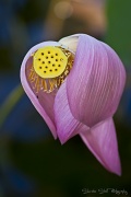 15th May 2011 - Wilting Lotus