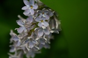 15th May 2011 - Lilac