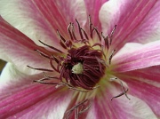 15th May 2011 - Clematis