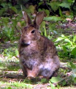 15th May 2011 - Rabbit