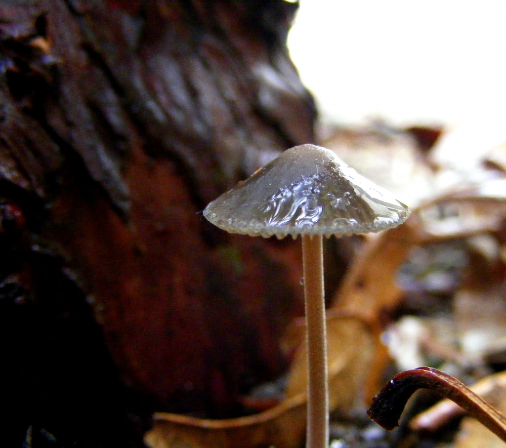Little Mushroom, Take 2 by lauriehiggins
