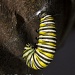 Monarch Butterfly Larva by twofunlabs