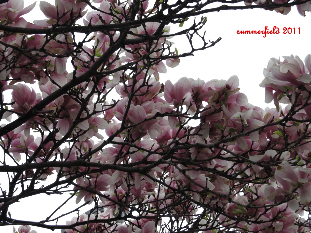 under a canopy of magnolias by summerfield