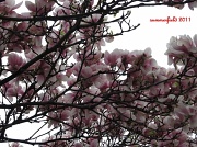 15th May 2011 - under a canopy of magnolias