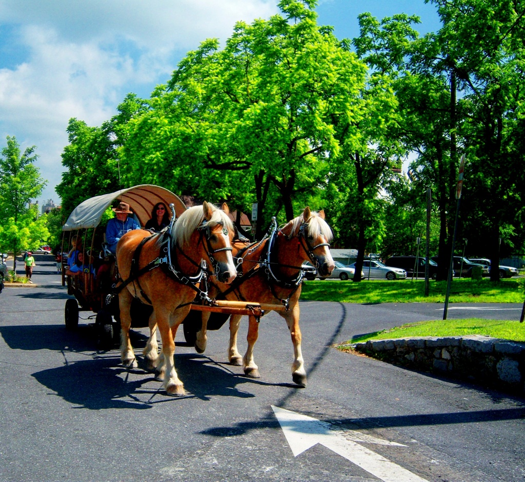 Horse drawn wagon by bruni