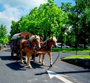 16th May 2011 - Horse drawn wagon