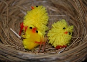15th May 2011 - Baby birds...