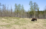 14th May 2011 - Cute Little Bison