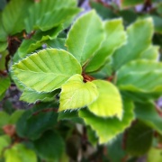 16th May 2011 - Furry leaves.