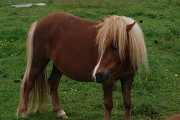 15th May 2011 - Shetland Pony