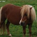 Shetland Pony by graceratliff