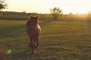 10th May 2011 - I want a pony! :)