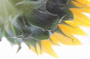 16th May 2011 - Sunflower