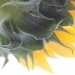 Sunflower by orangecrush