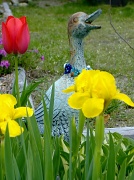 13th May 2011 - Quack