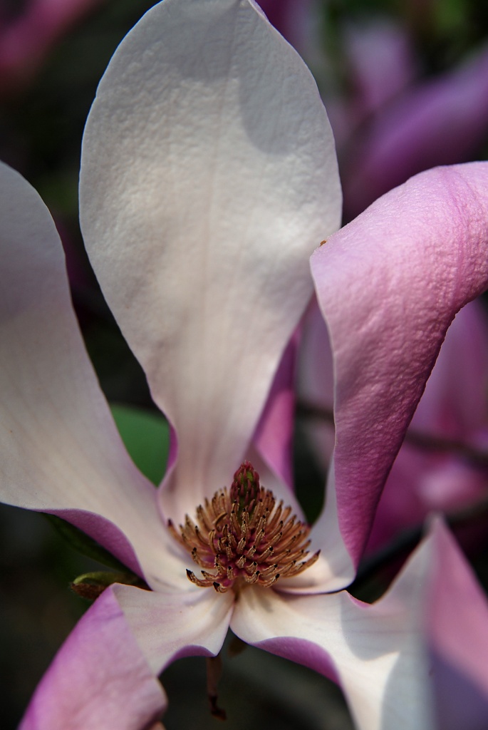Magnolia Blossom by graceratliff