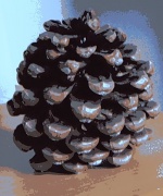 16th May 2011 - pine cone
