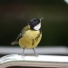Great Tit by natsnell