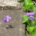 violets by mjmaven