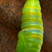 Monarch Larva by twofunlabs