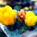 Cactus Flowers by grannysue