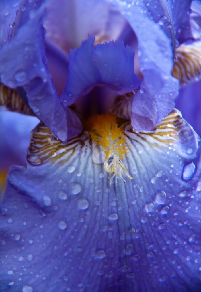 Frontal Wet Iris by jbritt